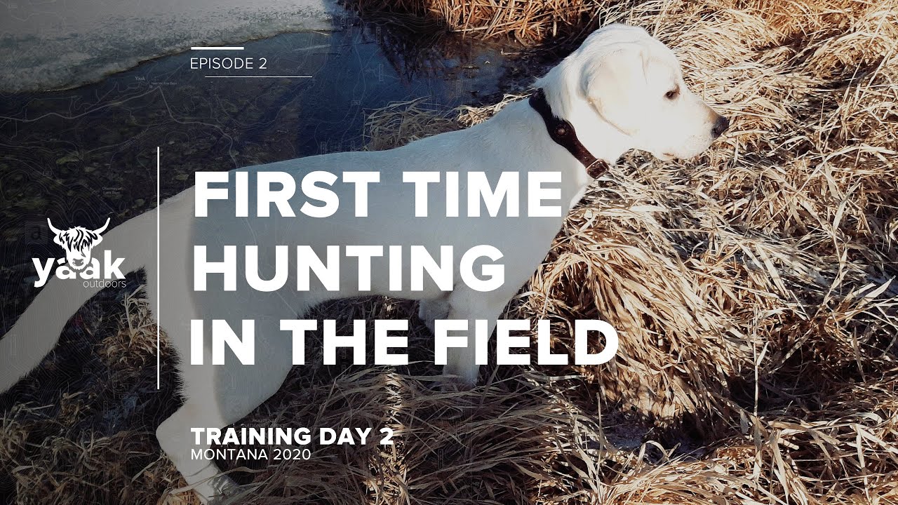 First time looking for sheds in a field